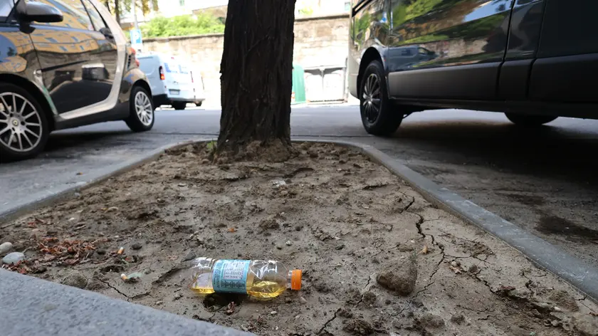Gli alberi di via Fabio Severo ostaggio dell'incuria (fotoservizio di Andrea Lasorte)