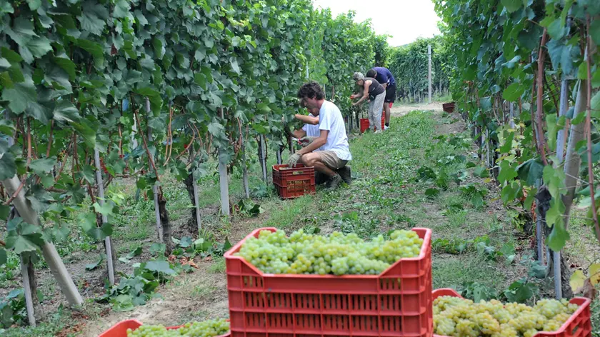Sono iniziate le vendemmie in tutta l’area del Collio