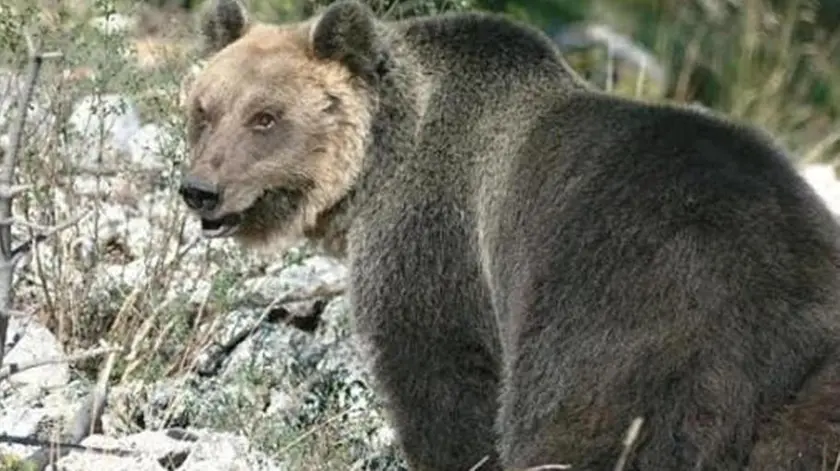 L'orso M49 in una foto d'archivio. FACEBOOK SERGIO COSTA +++ATTENZIONE LA FOTO NON PUO' ESSERE PUBBLICATA O RIPRODOTTA SENZA L'AUTORIZZAZIONE DELLA FONTE DI ORIGINE CUI SI RINVIA+++