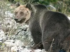 L'orso M49 in una foto d'archivio. FACEBOOK SERGIO COSTA +++ATTENZIONE LA FOTO NON PUO' ESSERE PUBBLICATA O RIPRODOTTA SENZA L'AUTORIZZAZIONE DELLA FONTE DI ORIGINE CUI SI RINVIA+++