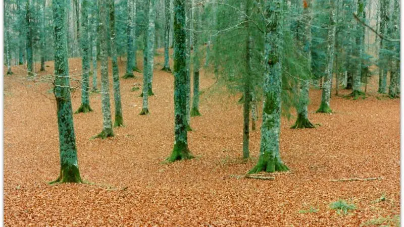 Un bosco