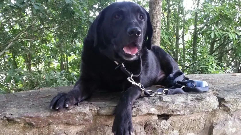 Bacco, il labrador protagonista della pipì costata una multa al suo proprietario