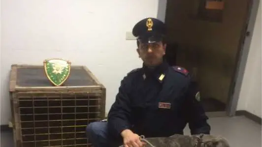 I tre cani salvati dalla polizia con alle spalle la loro minuscola gabbia