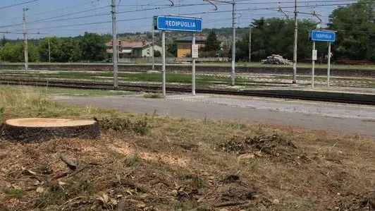 Bumbaca Gorizia 07.08.2015 Fogliano alberi tagliati ferrovia Fotografia di Pierluigi Bumbaca