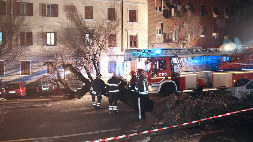Lasorte Trieste 10/02/16 - Viale Sanzio, Albero caduto