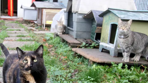 Bonaventura Monfalcone-02.11.2012 La cuccia-Staranzano-foto di Katia Bonaventura