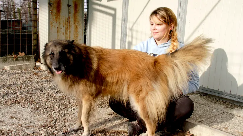 Il cane dell'ottantenne alla Cuccia di Monfalcone (foto Bonaventura)