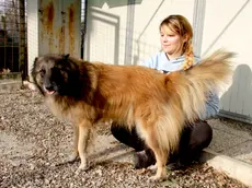 Il cane dell'ottantenne alla Cuccia di Monfalcone (foto Bonaventura)