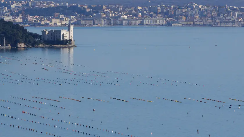 Lasorte Trieste 15/03/21 - Costiera, Allevamento di Mitili, Mitilicoltura, Pedocere