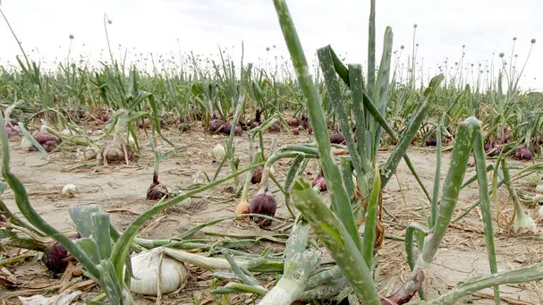 Bonaventura Monfalcone-16.06.2014 Danni alle piantagioni-Fossalon-foto di Katia Bonaventura