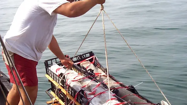 Fotoreporter Calligaris Francesco fasi di recupero del fassciame della nave Iulia Felix Romana all'argo sei milia di Grado(GO) nave romana lunga 16 metri e larga 6 ritrovata a una profondita' di circa 14 metri.