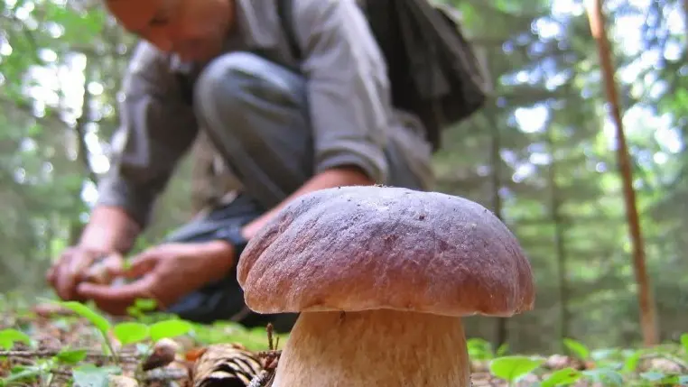 Un raccoglitore di funghi davanti a un porcino