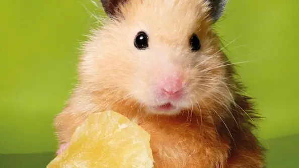 Syrian hamster posing with dried Pineapple