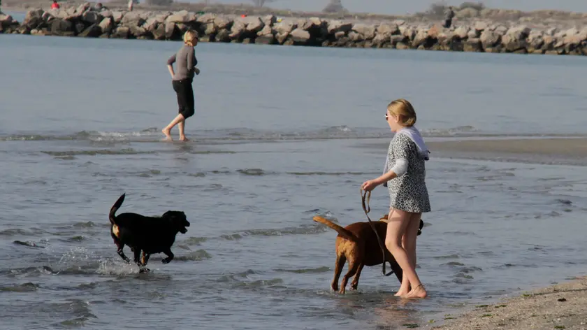 Spazio ai cani in spiaggia a Grado con due aree riservate (Foto Bonaventura)