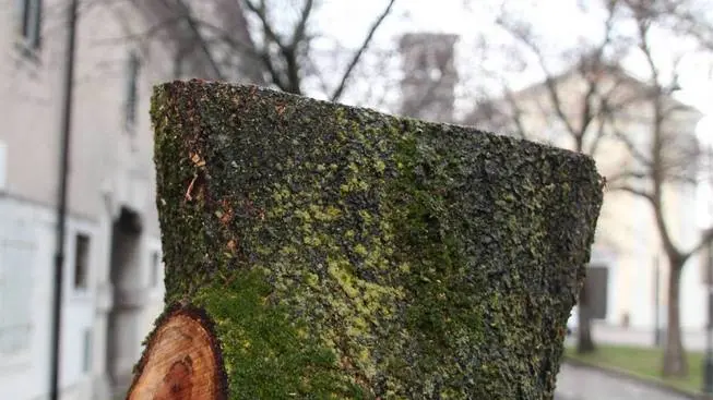 Bumbaca Gorizia 27.02.2016 Albero tagliato Gradisca © Fotografia di Pierluigi Bumbaca