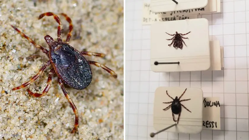 Le foto della zecca sul sito del Museo di Storia naturale di Trieste