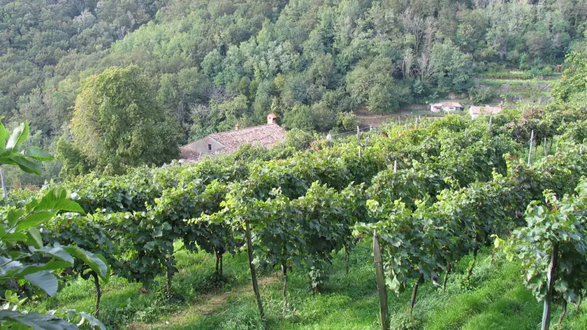 Il terreno di Andrej Bole a Pis'cianzi dove vengono coltivate le viti del Prosecco Trieste