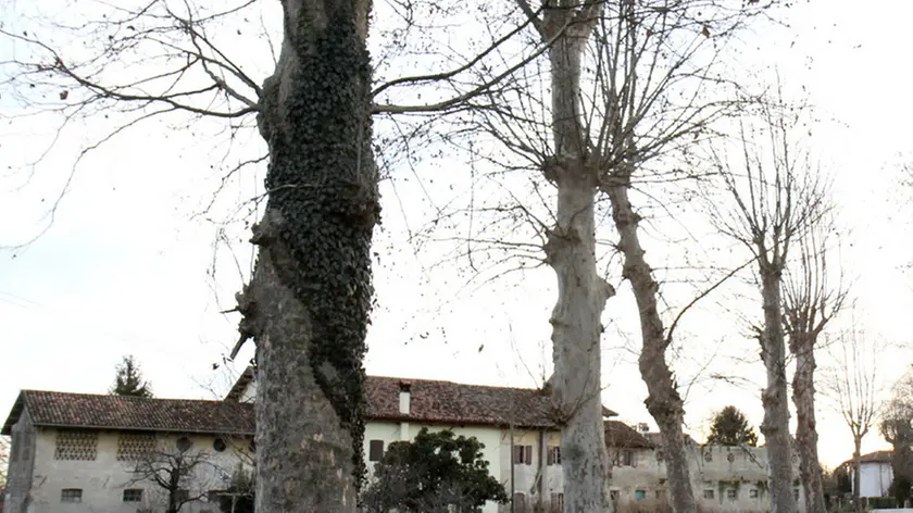 Bonaventura Monfalcone-07.01.2012 Viale alberato-Stradda principale-Isola Morosini-foto di Katia Bonaventura