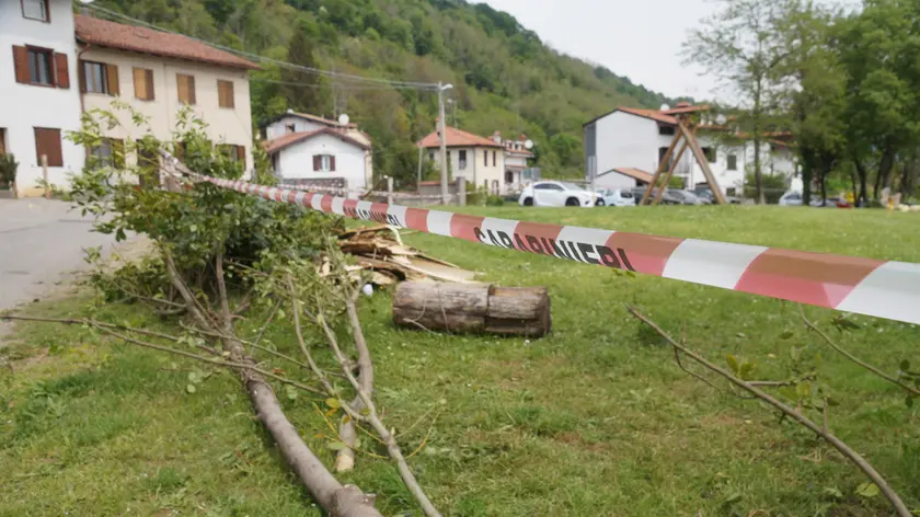 L’albero caduto lo scorso anno a Piedimonte Foto Roberto Marega