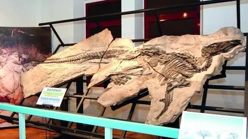 Lasorte Trieste 25/06/10 - Via Tominz, Inaugurazione Museo di Storia Naturale, Dinosauro Antonio
