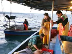 sterle trieste racconto di pesca