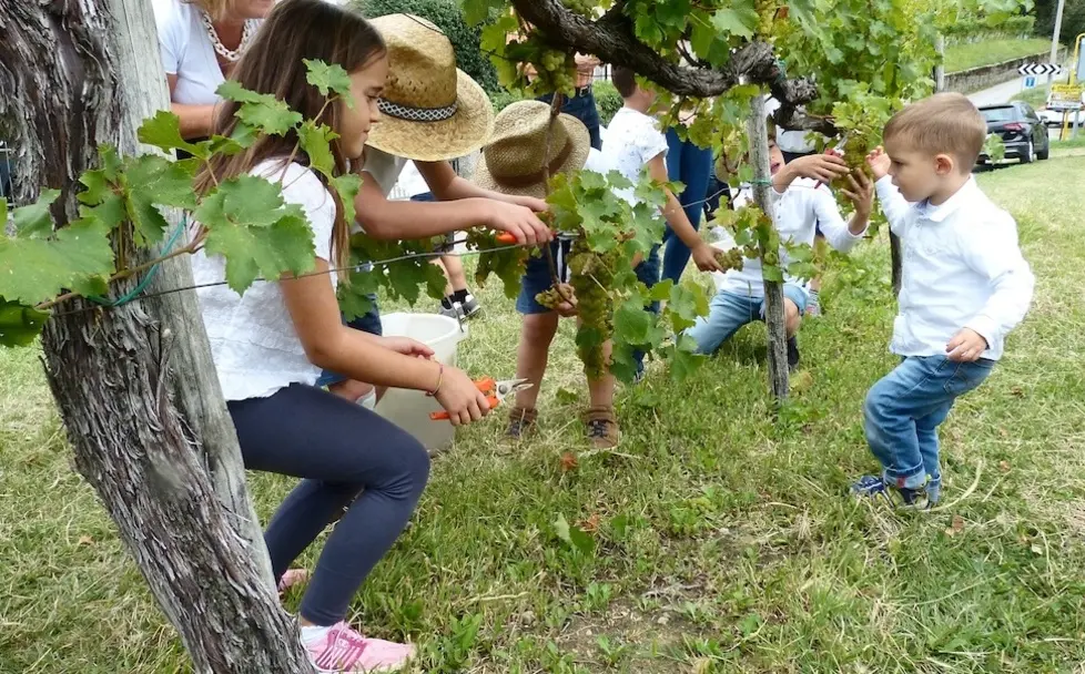 Bumbaca Gorizia 22.09.2019 San Floriano vendemmia e pigiatura © Foto Pierluigi Bumbaca