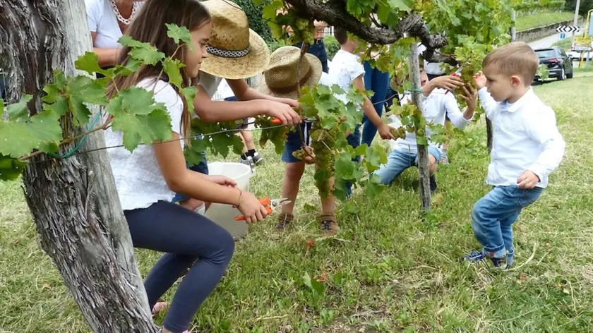 Bumbaca Gorizia 22.09.2019 San Floriano vendemmia e pigiatura © Foto Pierluigi Bumbaca