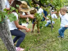 Bumbaca Gorizia 22.09.2019 San Floriano vendemmia e pigiatura © Foto Pierluigi Bumbaca