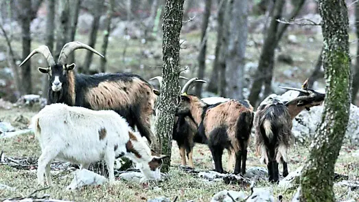 Bestiame al pascolo nella landa carsica Foto Andrea Lasorte
