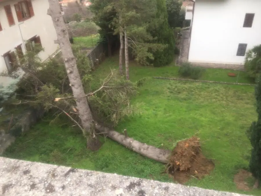 L'albero crollato a Muggia