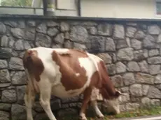 Una mucca sul bordo della strada che da Opicina porta a Monrupino in uno scatto di qualche giorno fa (Andrea Scaramelli)