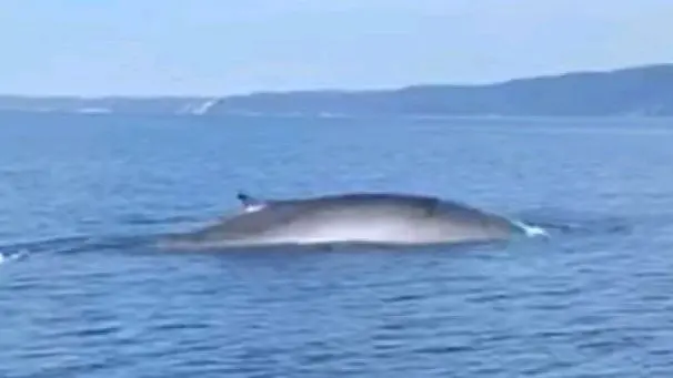 Un’immagine filmata dai due pescatori sportivi di Spalato e catturata al largo di Ragosnizza, località nei pressi di Sebenico. (Foto da slobodna.hr)