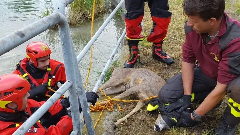 Il salvataggio del capriolo ha costretto i vigili del fuoco a calarsi in acqua nel canale De’ Dottori