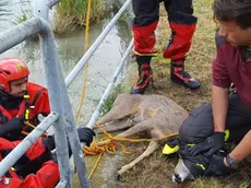 Il salvataggio del capriolo ha costretto i vigili del fuoco a calarsi in acqua nel canale De’ Dottori