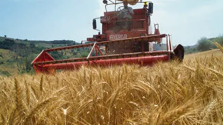 06 Apr 1999, Certaldo, Italy --- Farmer Harvesting Wheat Near Fiano --- Image by © Atlantide Phototravel/Corbis