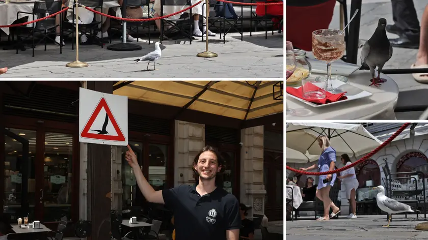 Piccioni e gabbiani in agguato e il cartello di pericolo Foto Lasorte