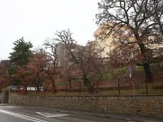 La struttura per anziani in via Marchesetti (Lasorte)