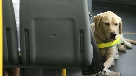 Un ladrabor in bus assieme al suo padrone