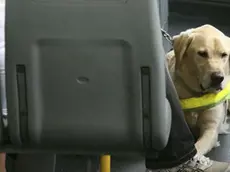 Un ladrabor in bus assieme al suo padrone
