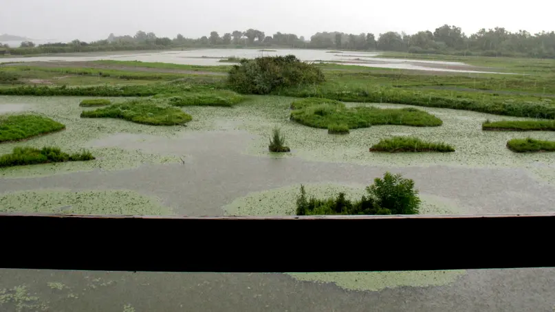 Bonaventura Monfalcone-27.06.2017 Isola della Cona-Staranzano-foto di Katia Bonaventura