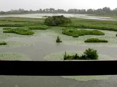 Bonaventura Monfalcone-27.06.2017 Isola della Cona-Staranzano-foto di Katia Bonaventura