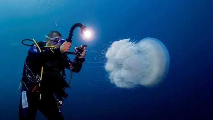 Rhopilema nomadica, una medusa altamente orticante