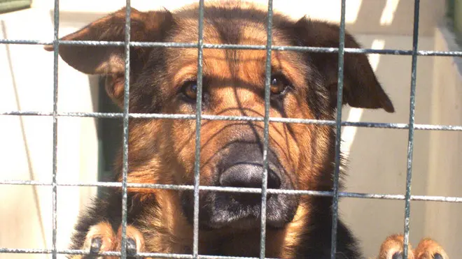 Lasorte - Canile via Orsera - Cani abbandonati