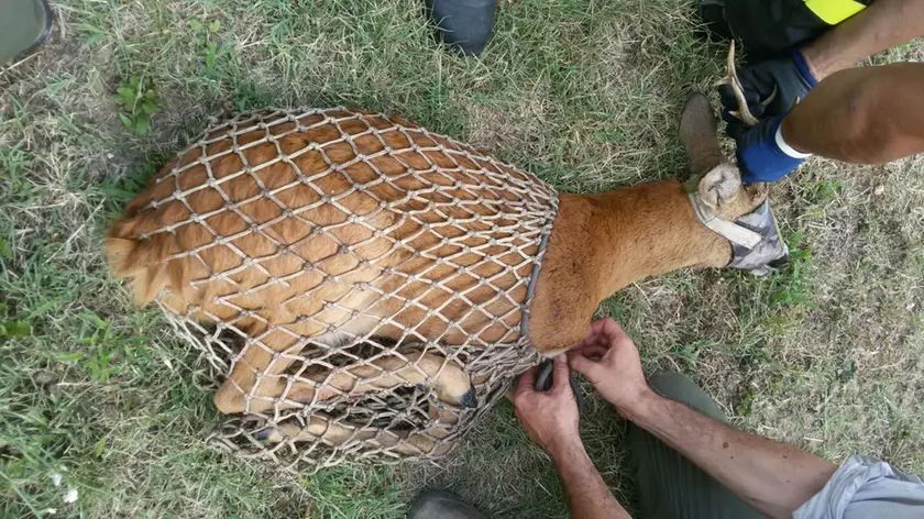 Il capriolo rimasto impigliato in una rete