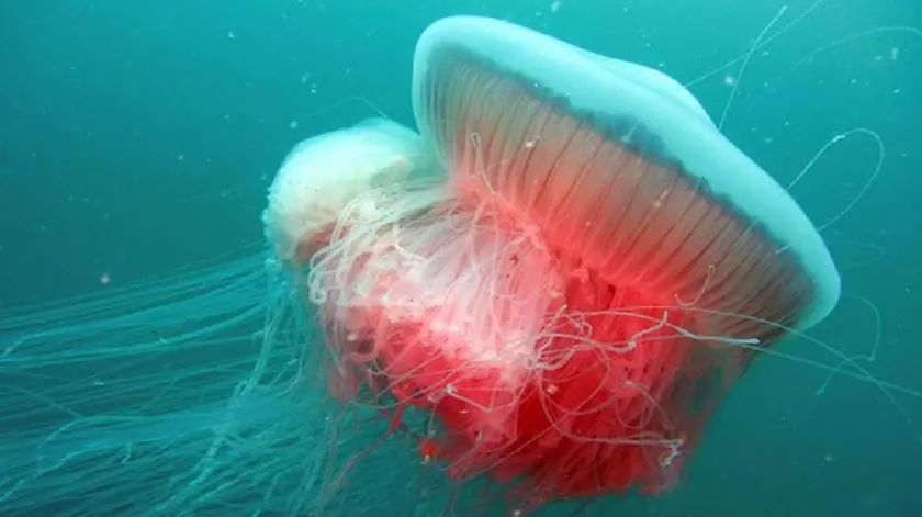 Un esemplare di Drymonema dalmatinum fotografata al largo di Lignano