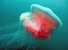 Un esemplare di Drymonema dalmatinum fotografata al largo di Lignano