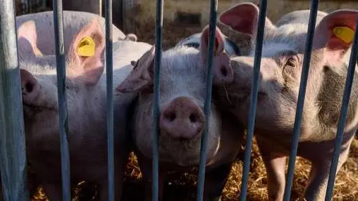 epa06444512 Pigs stand in a shed for organic farming of a pig farm in the federal state of Brandenburg, near Berlin, Germany, 15 January 2018. The African Swine Fever (ASP, Pestis Africana Suum) has its origin in Africa and spreads out over eastern Europe in the direction of Germany. The disease can transmit directly between pigs or through with the pathogen contaminated food. In the event of an outbreak there would be a drastic price collapse in the Germany pig farming industry. According to the German Farmer's Federation (Deutscher Bauernverband, DBV) there would be a drop of three billion euros per year in the event of an outbreak in the boar herd in Germany. EPA/MARKUS HEINE