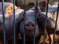 epa06444512 Pigs stand in a shed for organic farming of a pig farm in the federal state of Brandenburg, near Berlin, Germany, 15 January 2018. The African Swine Fever (ASP, Pestis Africana Suum) has its origin in Africa and spreads out over eastern Europe in the direction of Germany. The disease can transmit directly between pigs or through with the pathogen contaminated food. In the event of an outbreak there would be a drastic price collapse in the Germany pig farming industry. According to the German Farmer's Federation (Deutscher Bauernverband, DBV) there would be a drop of three billion euros per year in the event of an outbreak in the boar herd in Germany. EPA/MARKUS HEINE