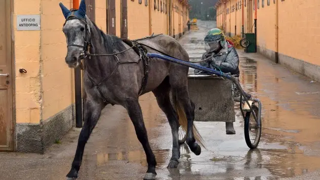 Foto Bruni 08.03.13. Ippodromo di Trieste:le scuderie e gli allenamenti