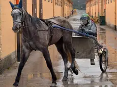 Foto Bruni 08.03.13. Ippodromo di Trieste:le scuderie e gli allenamenti